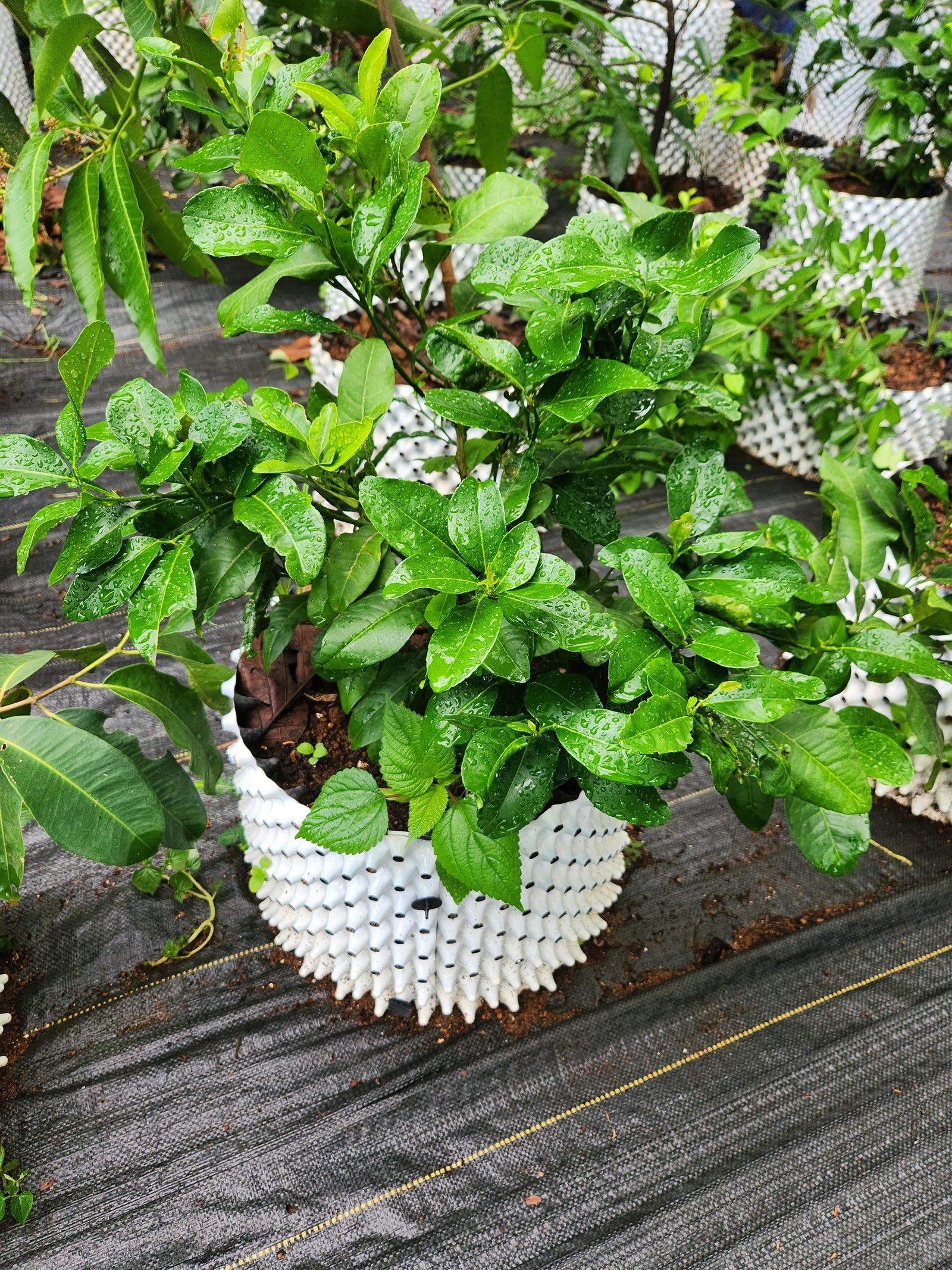 Exotic Rambutan fruit for sale in Ernakulam