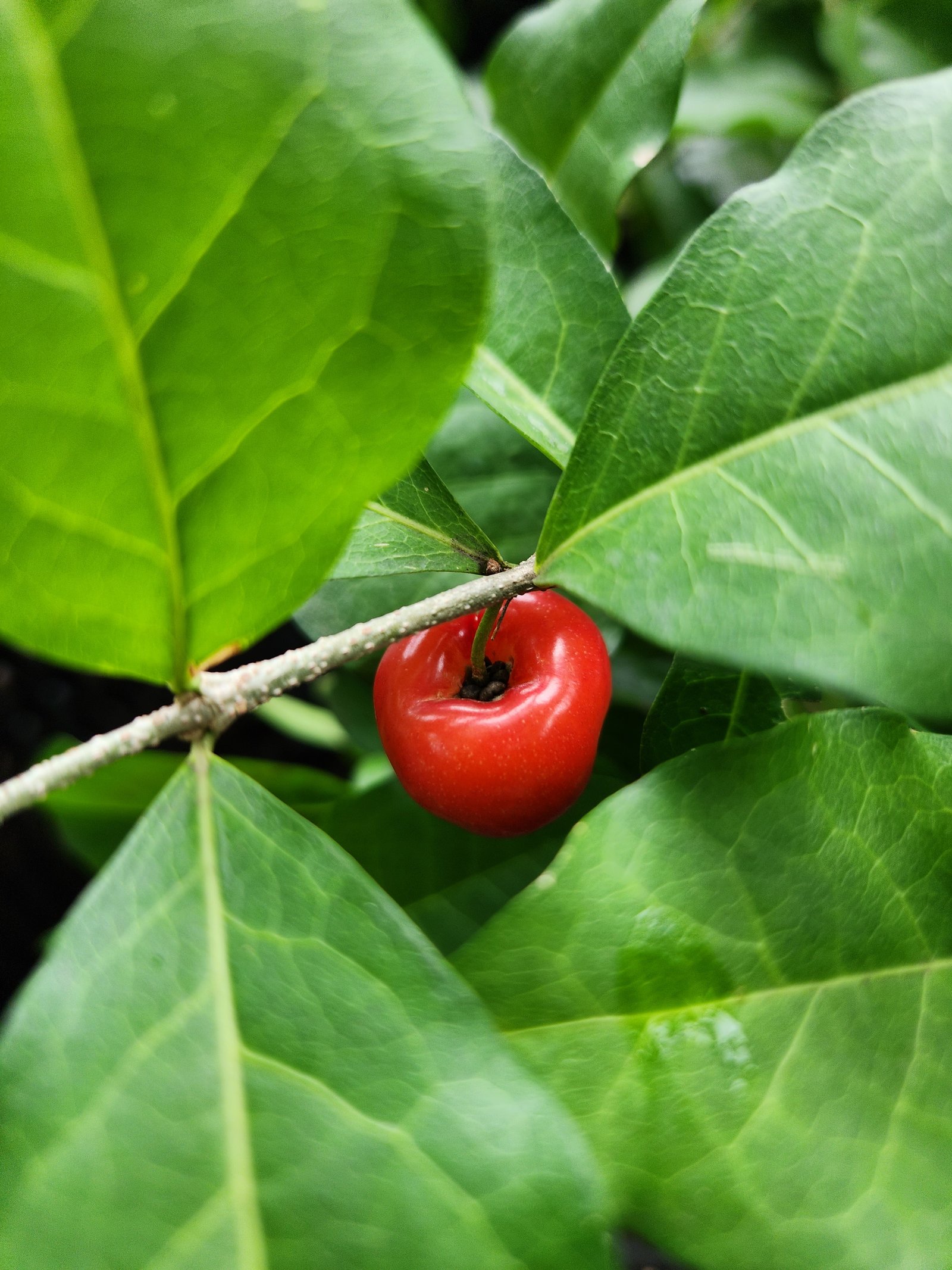 A variety of fruit plants at our Kerala nursery