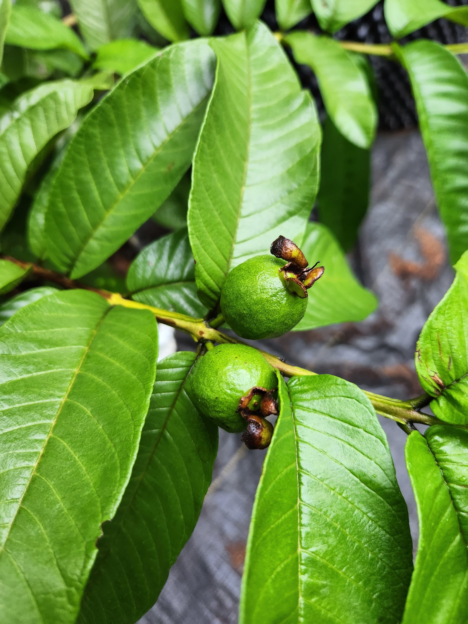Customer selecting a fruit plant in Kochi
