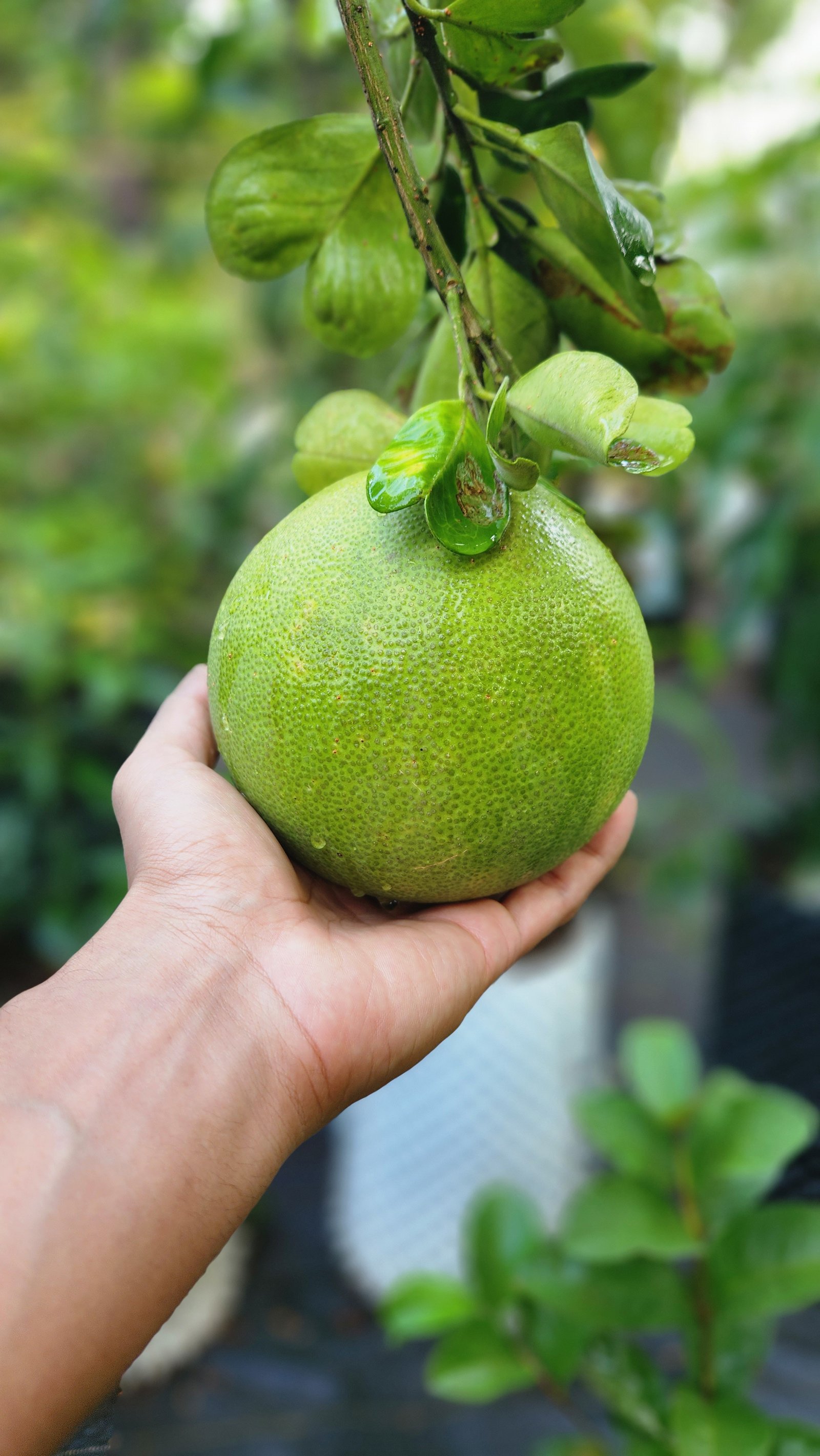 Fresh fruits growing on a plant from our nursery