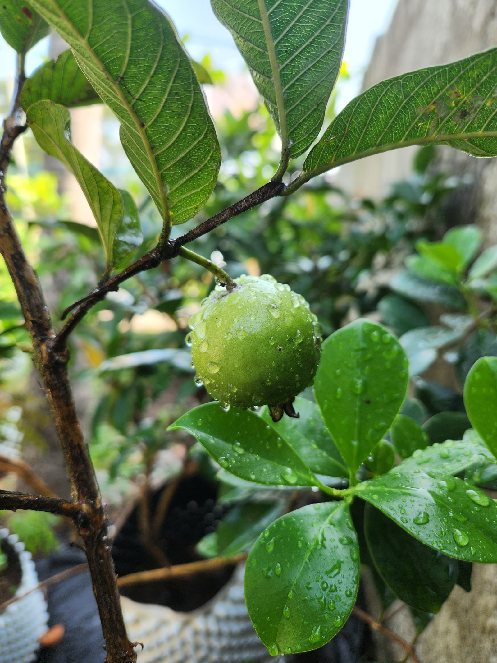Lush green plant leaves at Vyttila nursery