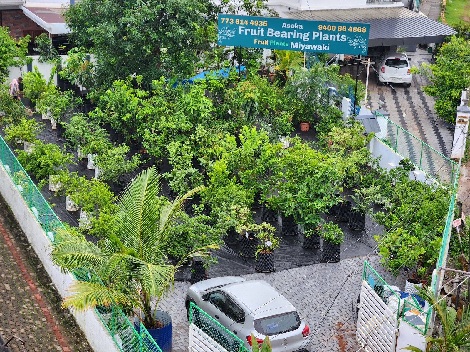 Potted fruit sapling ready for a customer