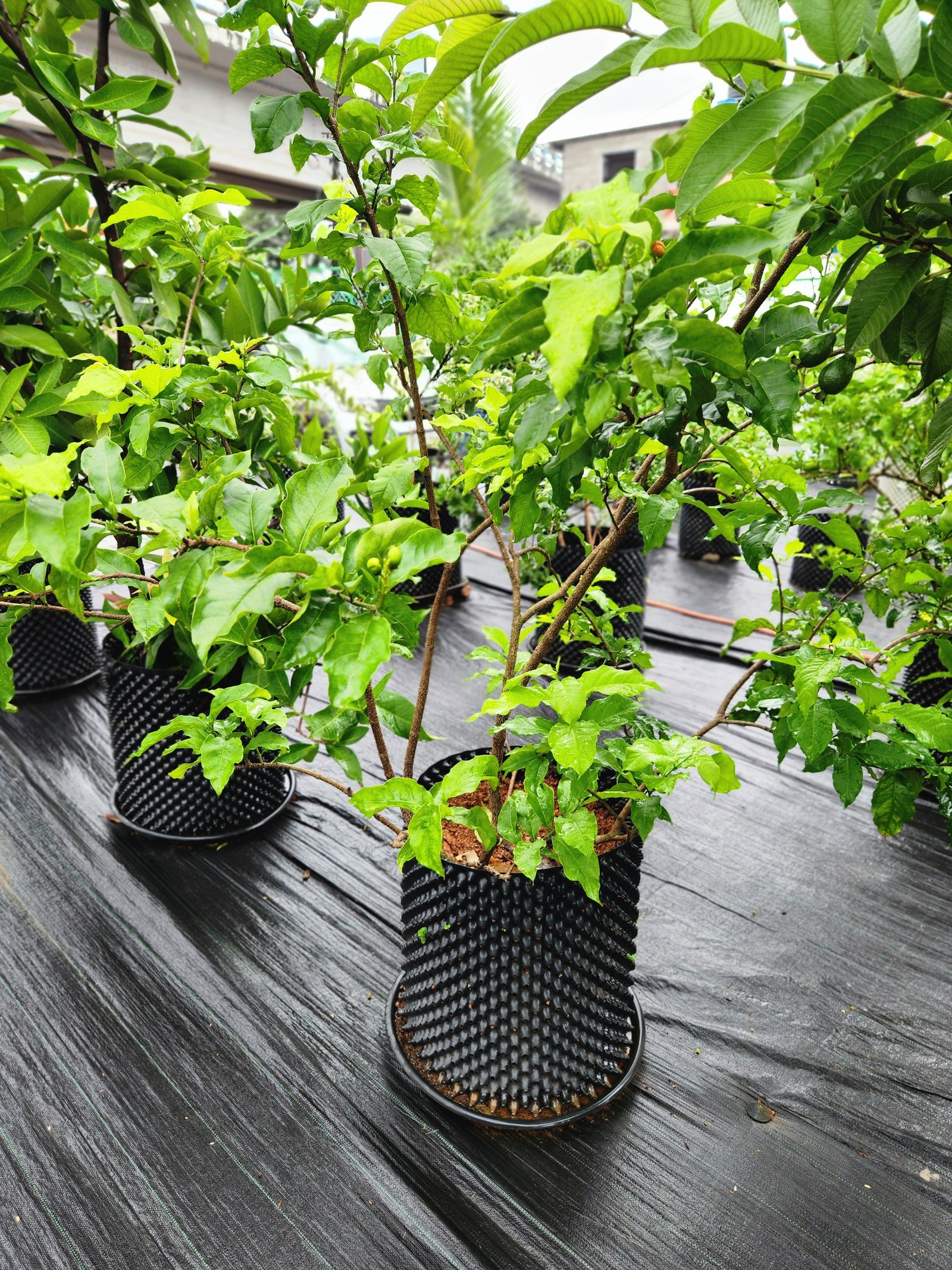 Growing exotic fruits in Kerala climate