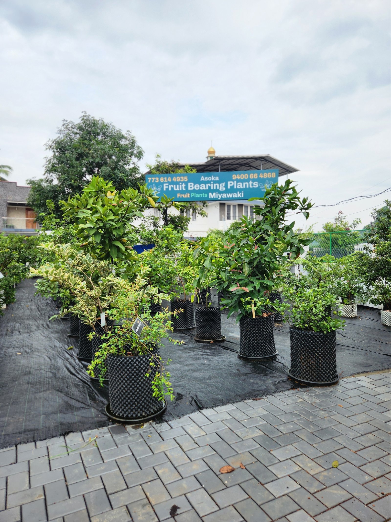 A healthy, mature fruit tree