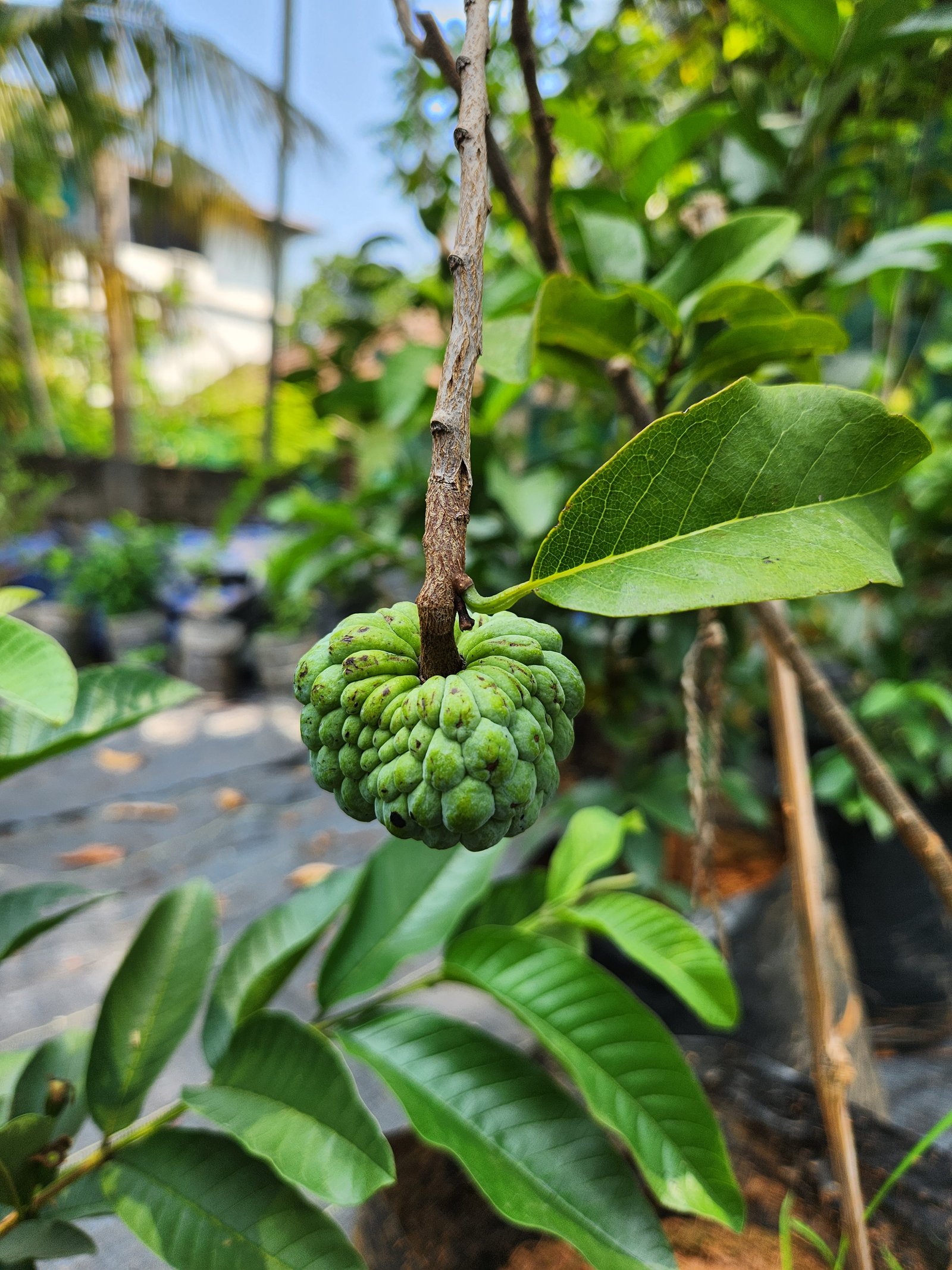 Grumichama cherry plant available at Kochi nursery