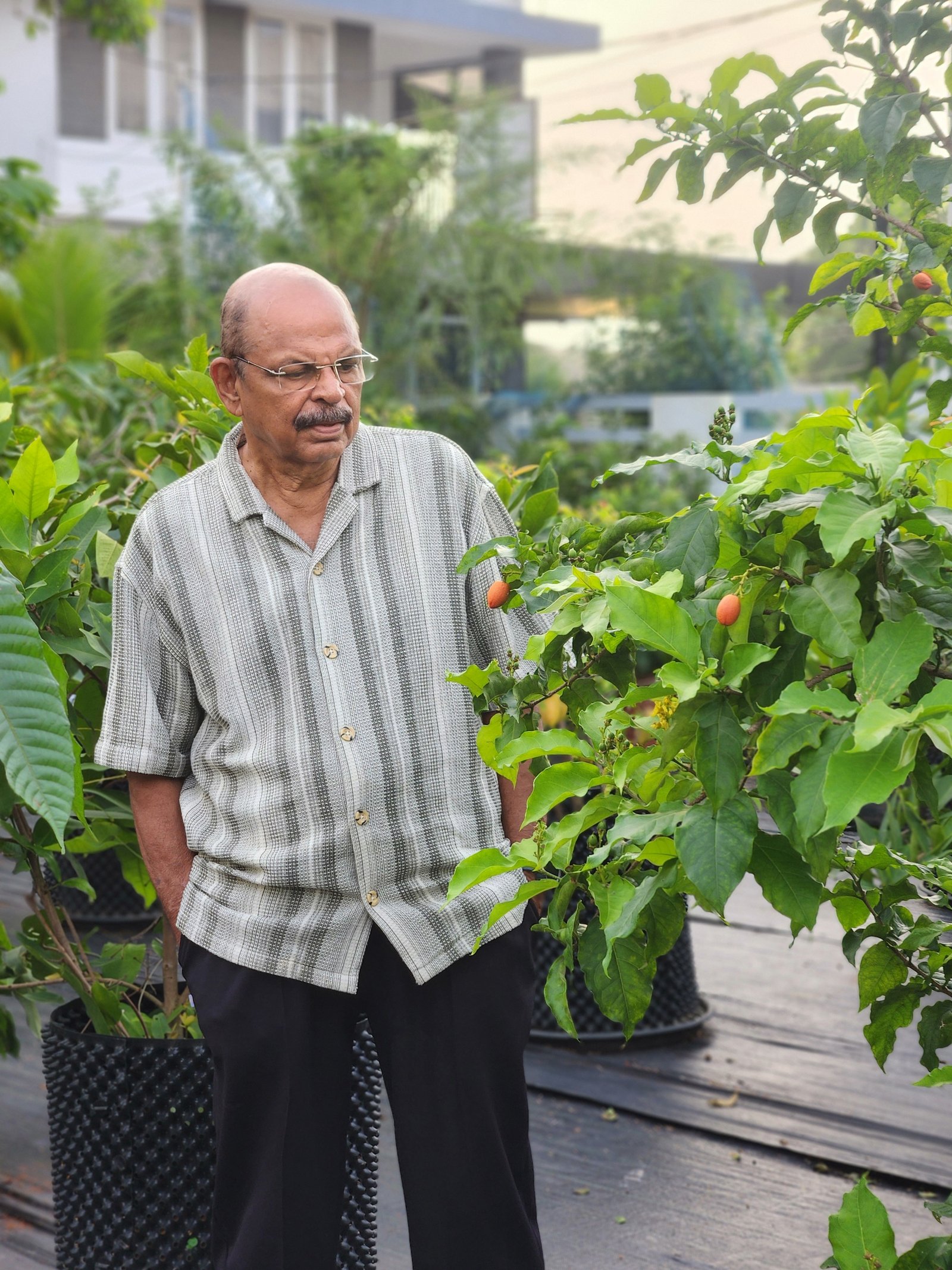 Exotic plant species at Asoka Fruit Plants