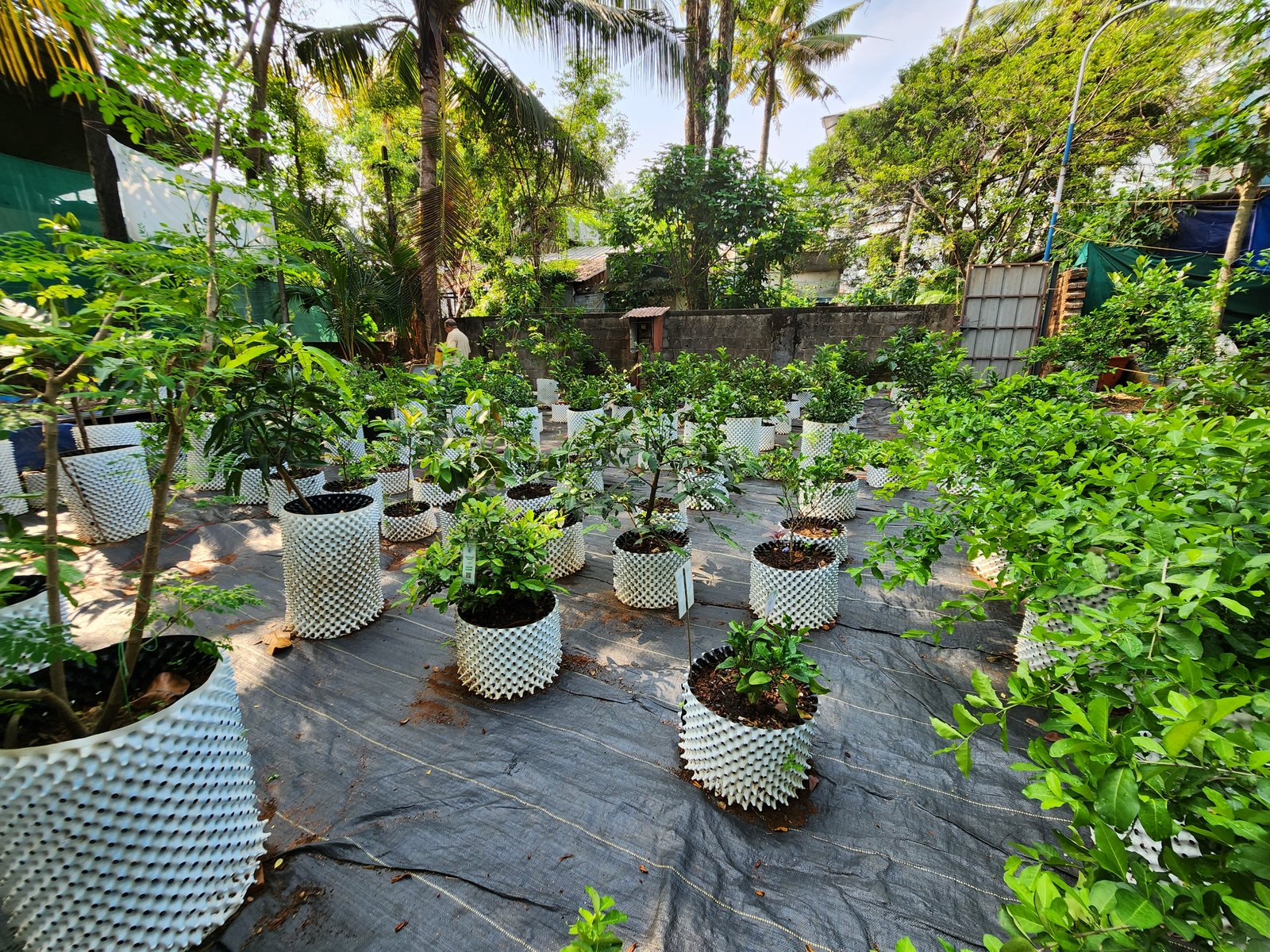 Mallika Mangoes growing on a tree