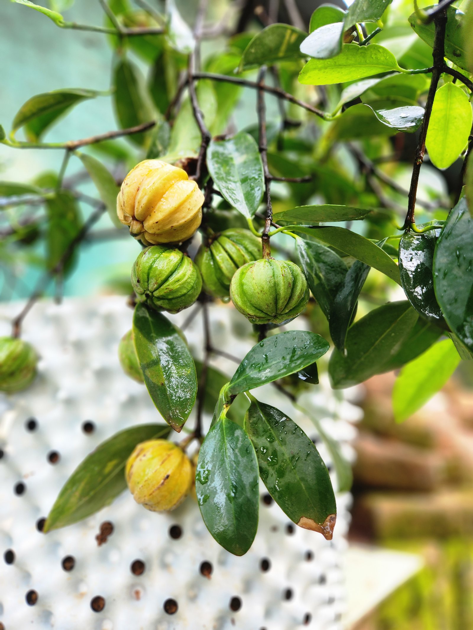 Close-up of exotic fruit at Ernakulam nursery