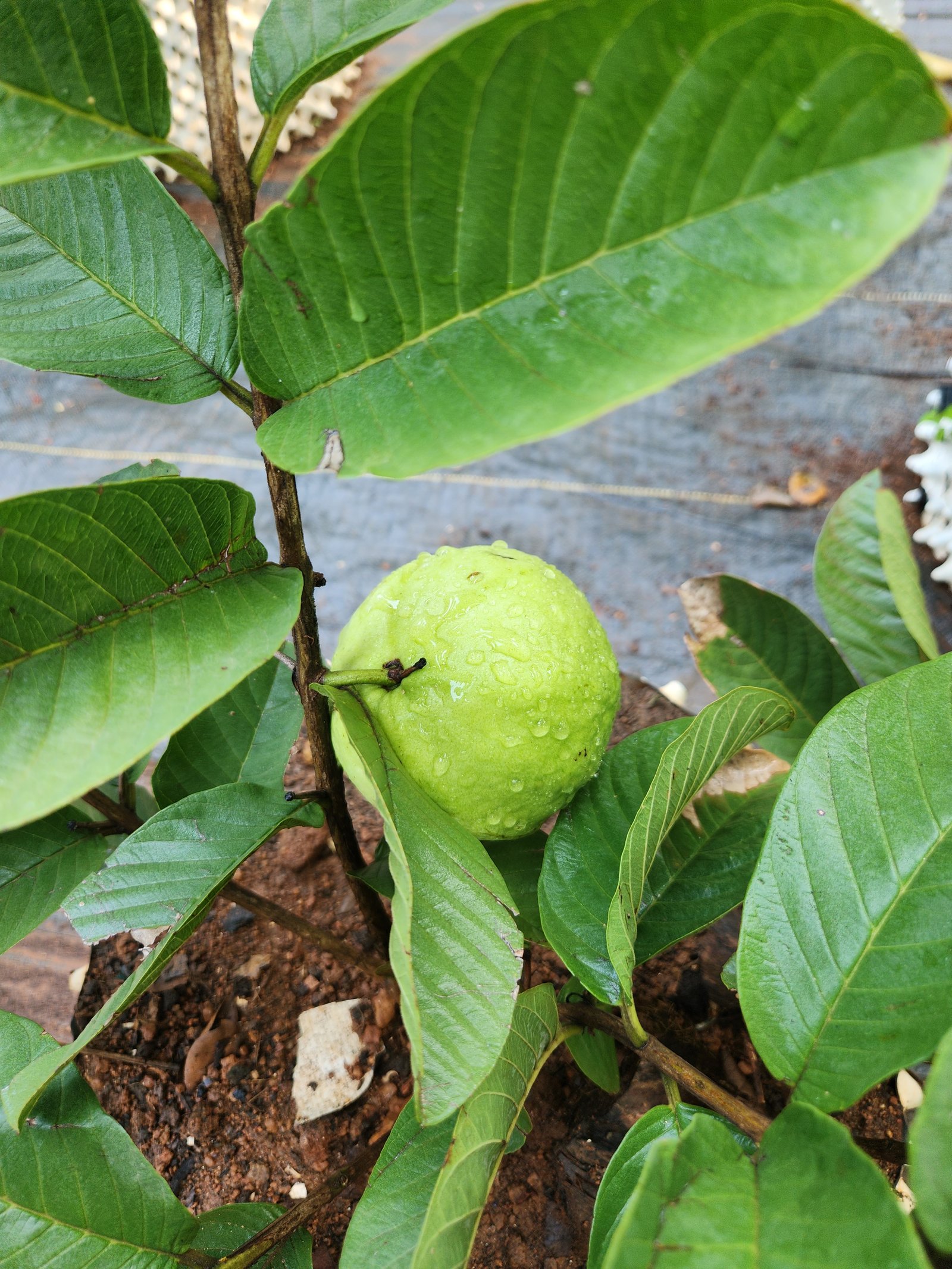Fruit plant saplings ready for planting in Kochi