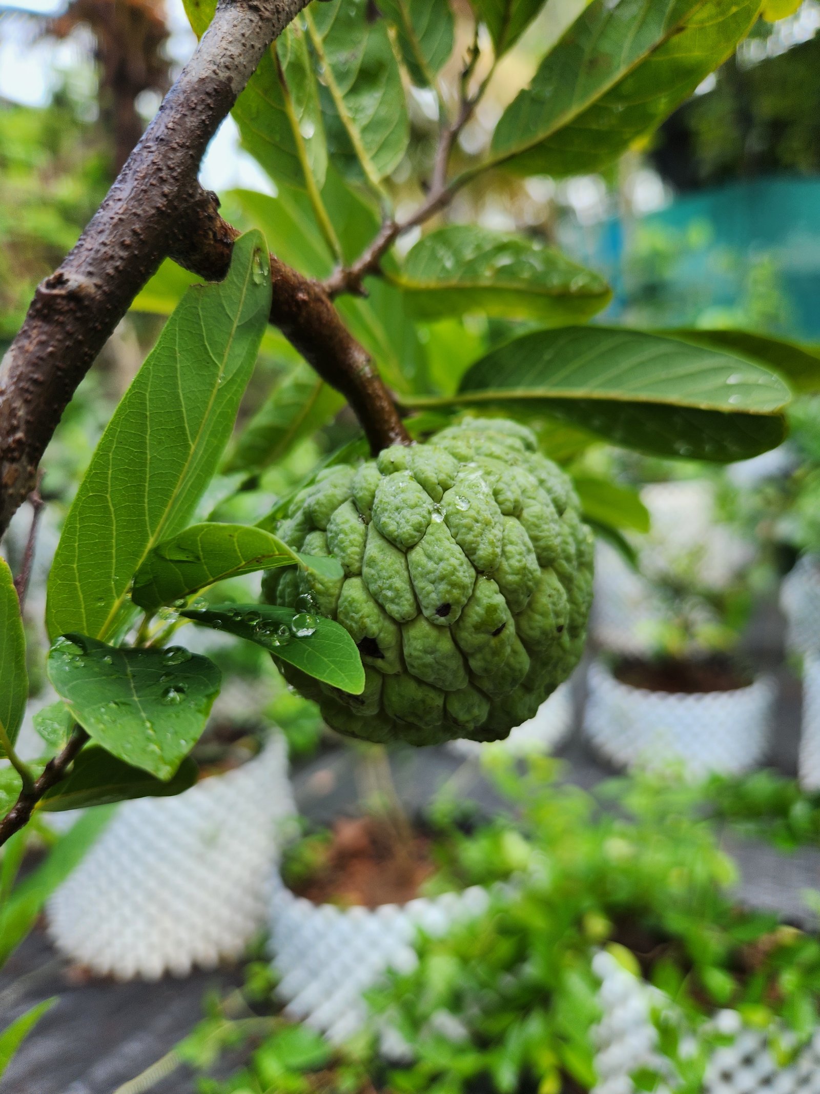 Healthy fruit tree from Asoka Plants Vyttila