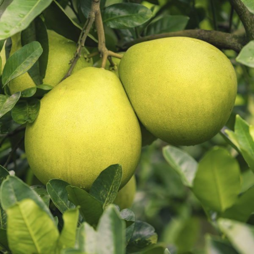 Bablus Narakam (Pomelo) plant in Kochi