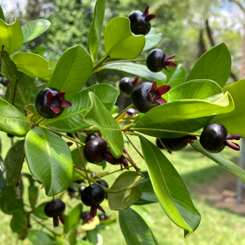 Grumichama fruit plant sapling in Kochi