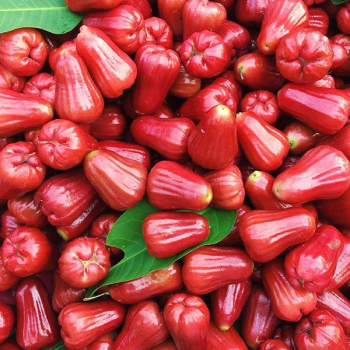 Malayan Champa plant