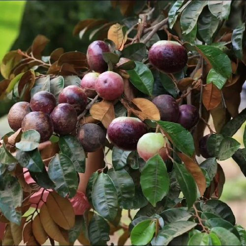 Milk Fruit sapling for sale in Kochi
