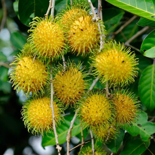 Yellow Rambutan plant available in Kerala