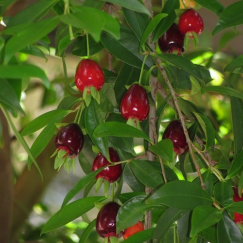 Rio Grande Cherry plant at Vyttila nursery