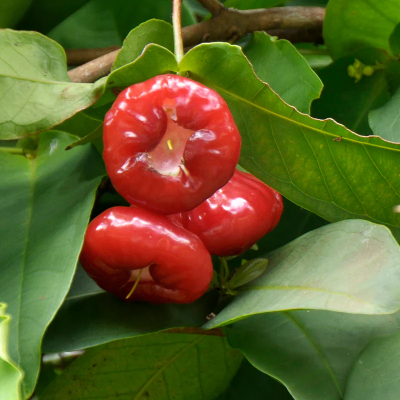 Rose Champa (Water Apple) plant