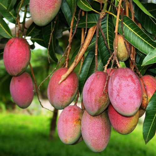 Sindoora Mango plant for sale in Ernakulam
