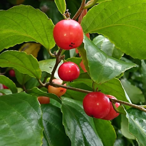 Sweet Lovi fruit plant for sale in Ernakulam