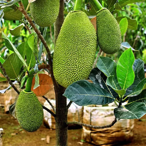 Vietnam Plavu (Jackfruit) tree sapling